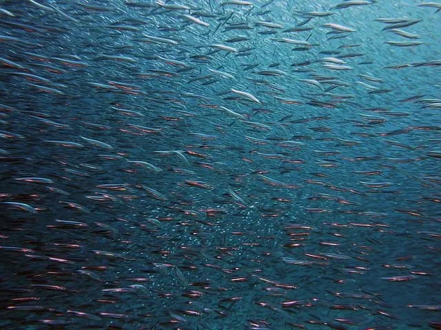 Comment bien choisir son équipement pour pratiquer la pêche en mer
