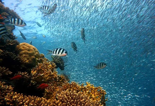 Les meilleures destinations pour la plongée sous-marine