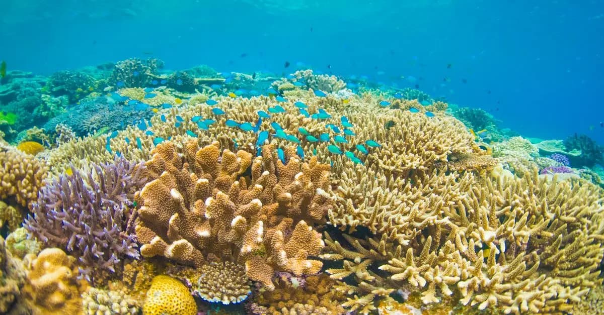 5 erreurs à éviter pour réussir sa plongée sous-marine