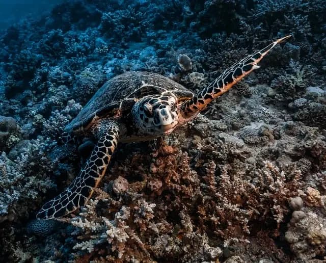 5 conseils pour choisir votre équipement de plongée sous-marine