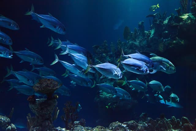 Les meilleures destinations pour pratiquer la plongée sous-marine