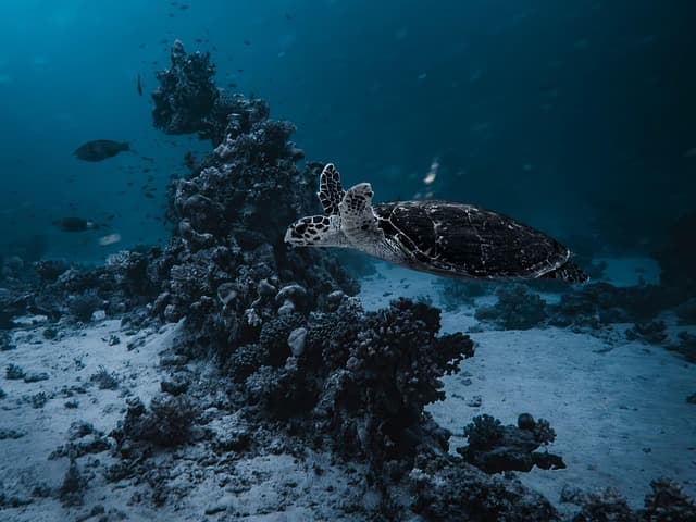 Guide complet pour choisir son matériel de plongée sous-marine