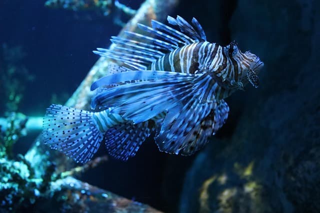 10 conseils pour choisir votre équipement de plongée sous-marine
